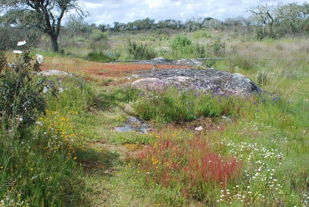 Vimieiro  Bubulcus And Bolotas - Off Grid Nature Holiday Home מראה חיצוני תמונה