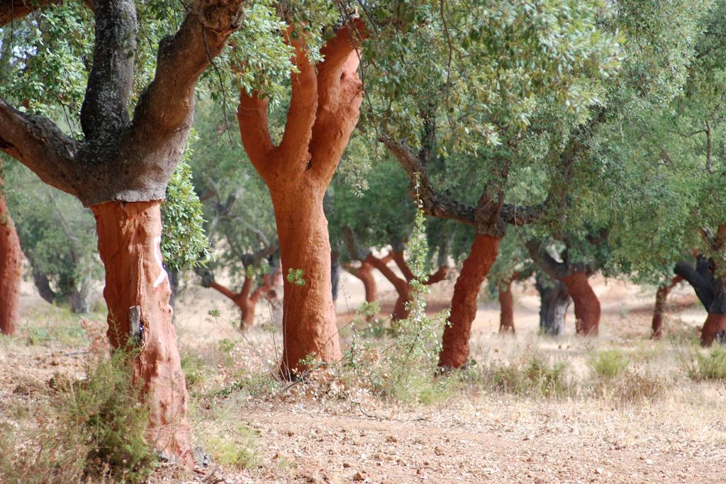 Vimieiro  Bubulcus And Bolotas - Off Grid Nature Holiday Home מראה חיצוני תמונה